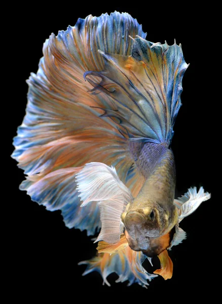 Ondulation colorée de Betta Saimese poissons de combat — Photo