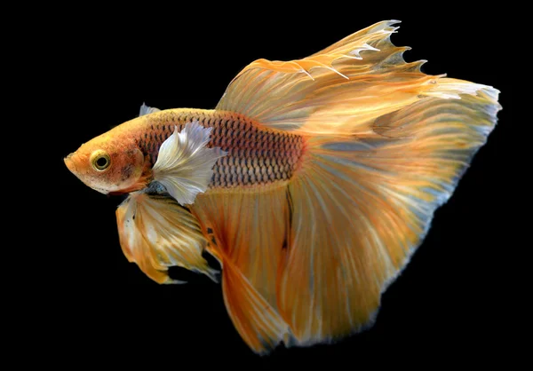 Yellow golden Colorful  waver of Betta Saimese fighting fish — 스톡 사진