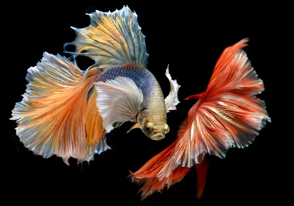 Золотисто-красная разноцветная волна бетта-саймской боевой рыбы — стоковое фото