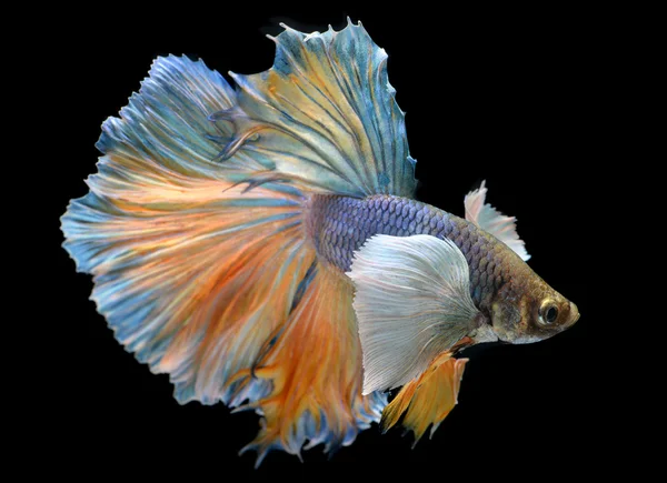 Colorful  waver of Betta Saimese fighting fish — Stock Photo, Image