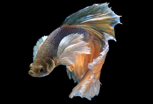 Ondulação colorida de Betta Saimese peixe de combate — Fotografia de Stock