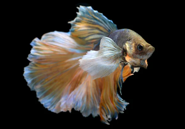 Красочный колебание Betta Saimese боевой рыбы — стоковое фото