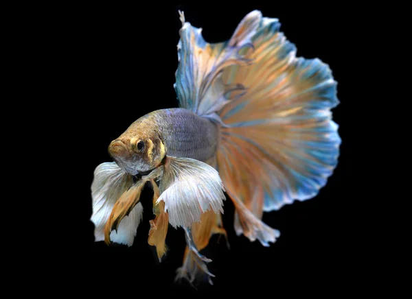 Colorful  waver of Betta Saimese fighting fish — Stock Photo, Image