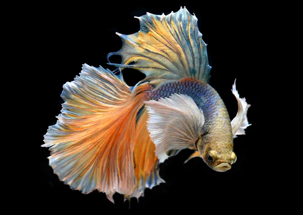 Colorful  waver of Betta Saimese fighting fish — Stock Photo, Image