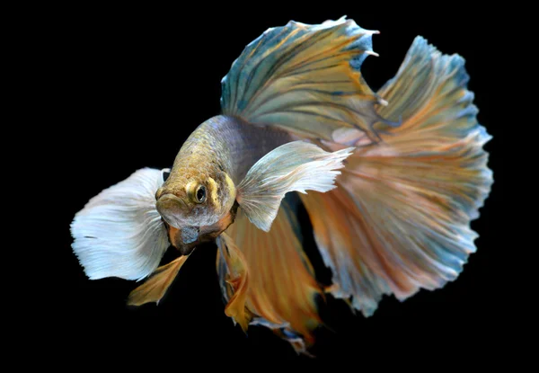 Ondulação colorida de Betta Saimese peixe de combate — Fotografia de Stock