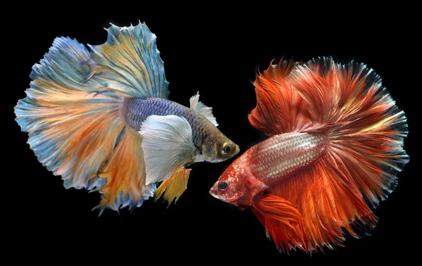 Gyllene röd färgglada WAVER av Betta Saimese Fighting Fish — Stockfoto