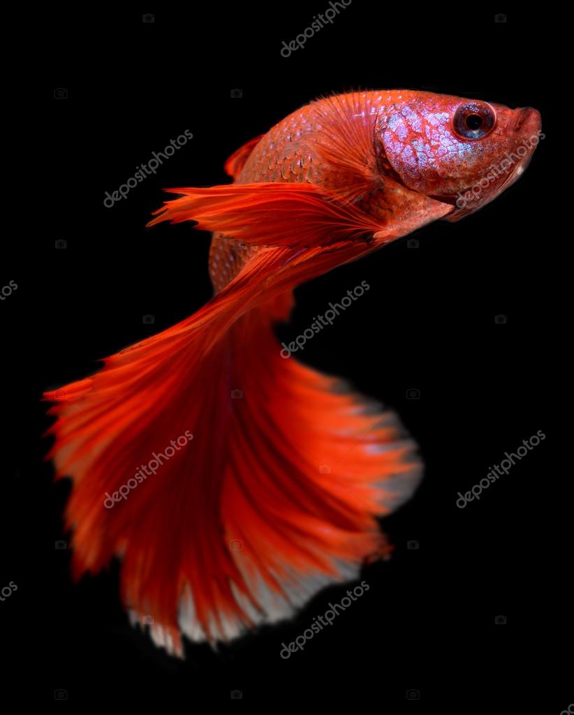 Red haft moon long tail Betta fish — Stock Photo © lewzsan.gmail.com  #117695048