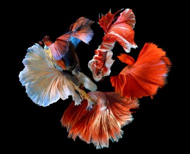 Betta'nın kuyruk yüzgeçleri karışık çiçek