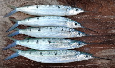 Benekli halfbeak balık grup