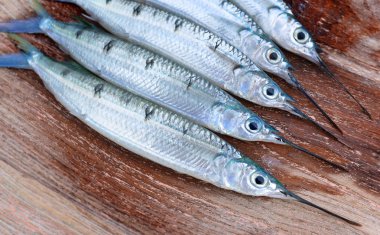 Benekli halfbeak balık grup