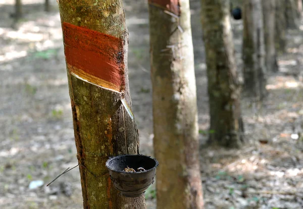 The Rubber trees industry farm — Stock Photo, Image