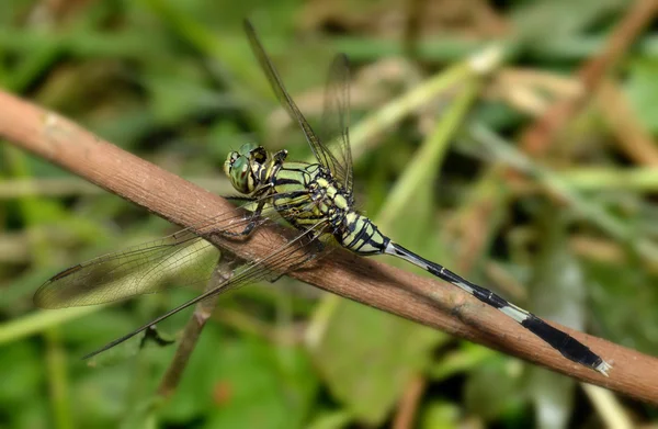 Colorido de Libélula en la naturaleza — Foto de Stock