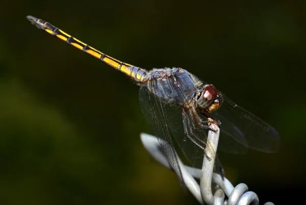 Colorido de Libélula en la naturaleza — Foto de Stock