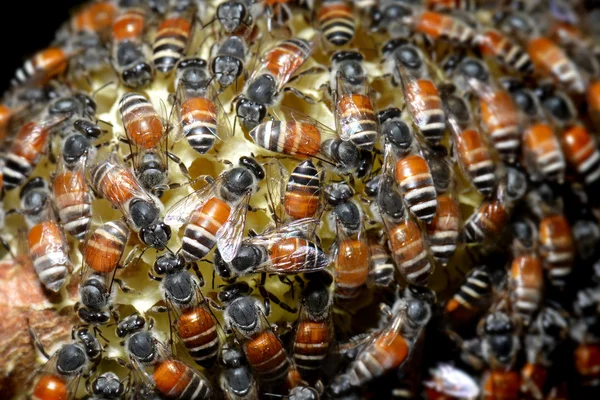 Grupo de trabajo de las abejas melíferas — Foto de Stock