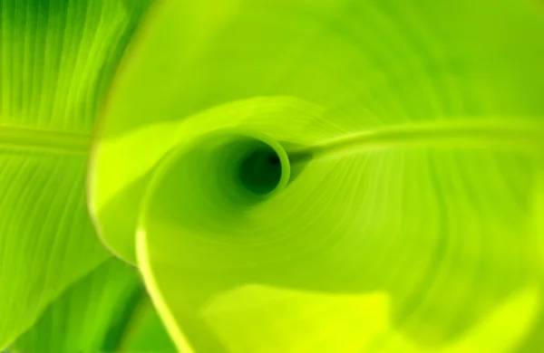 Top view of banana leafs — Stock Photo, Image