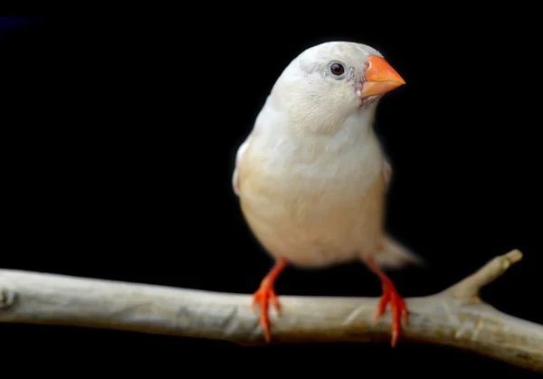 Couleur crème pâle Oiseau zèbre-pinson — Photo