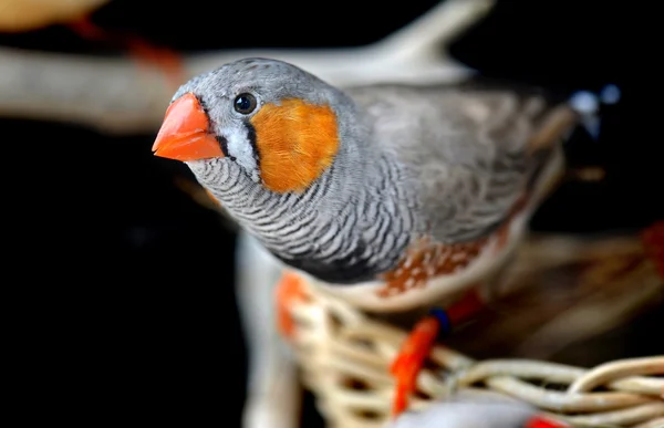 Kolorowy ptak zeberka — Zdjęcie stockowe