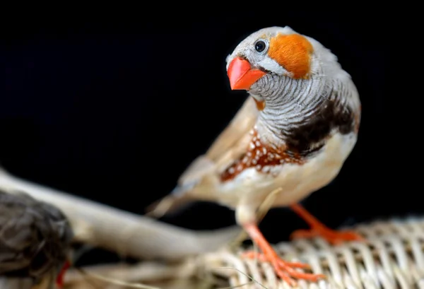 Kolorowy ptak zeberka — Zdjęcie stockowe