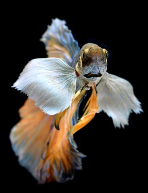 Özgürlük eylem daha iyi balık 