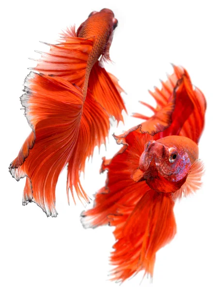 Betta fisk i frihet åtgärd — Stockfoto