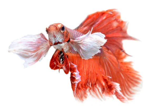 Betta fish in freedom action — Stock Photo, Image