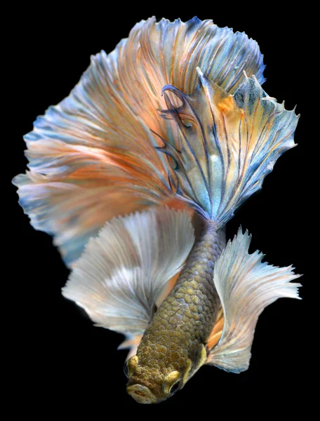 Betta fish in freedom action — Stock Photo, Image