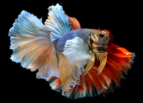 Betta fish in freedom action — Stock Photo, Image