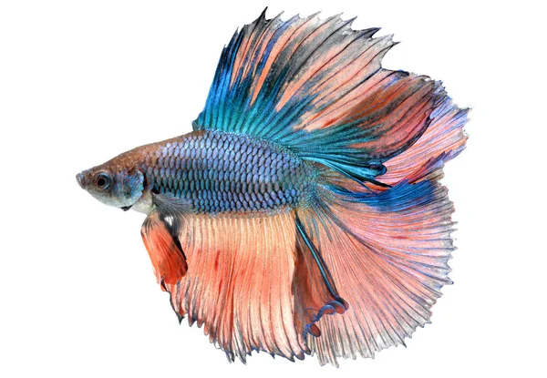 Betta fish in freedom action — Stock Photo, Image
