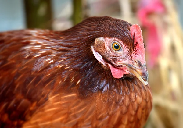 Hen young hybrid chicken in livestock farm Stock Picture
