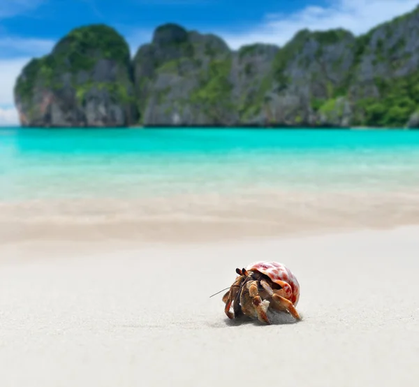 Cangrejo Ermitaño Caminando Por Playa Mar Azul Con Luz Solar — Foto de Stock