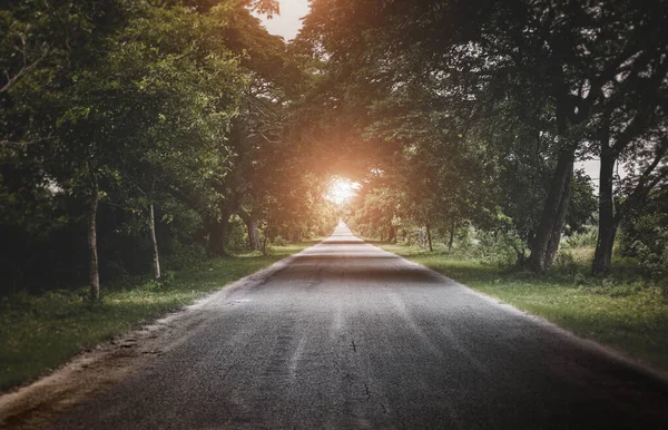 Straße Die Sonne Und Dunkle Bäume Seite Mit Wenig Licht — Stockfoto