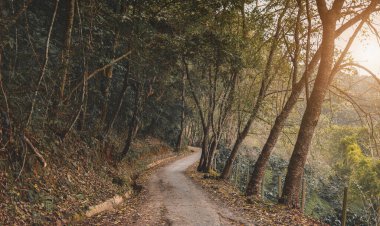 Düşük güneş ışığı ve karanlık gölgesi olan ormanda küçük bir yol..