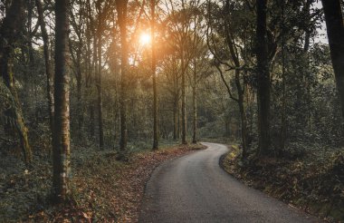 Düşük güneş ışığı ve karanlık gölgesi olan ormanda küçük bir yol..
