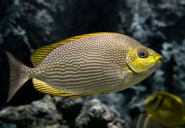 Akvaryum tankında düşük ışıklandırmalı canlı Java tavşanı yüzüyor..