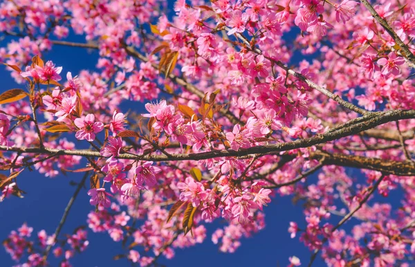 Himalaya Kirschblüten Mit Sonnenlicht Und Blauem Himmel — Stockfoto