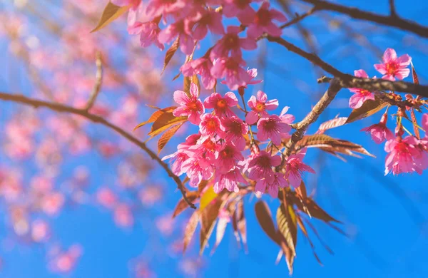 Himalaya Kirschblüten Mit Sonnenlicht Und Blauem Himmel — Stockfoto