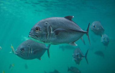 Akvaryum tankında düşük ışıklandırmalı canlı valeler ya da Trevallies balıkları yüzüyor..