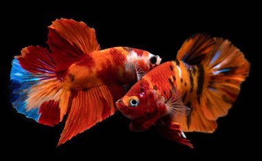 Süslü nemo betta balığı ya da siyah arkaplan ile dövüşen siyam balığı.