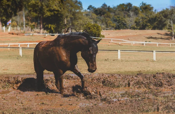 Black horse in the muddy of the farm with outdoor sun lighting.