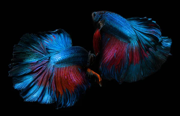 Синий Красный Betta Рыбы Сиамской Боевой Рыбы Черным Фоном — стоковое фото