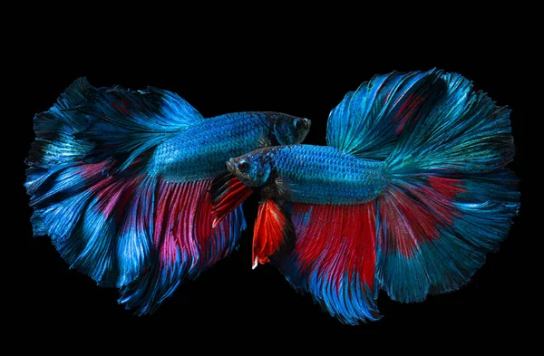 Peixe Betta Azul Vermelho Peixe Siamês Combate Com Fundo Preto — Fotografia de Stock