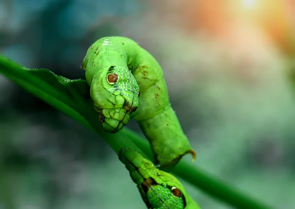Green Snake Head Caterpillar with blury background in outdoor lighting.