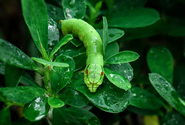 Зелена Гусениця Голови Змії Вологим Листям Відкритому Повітрі — стокове фото