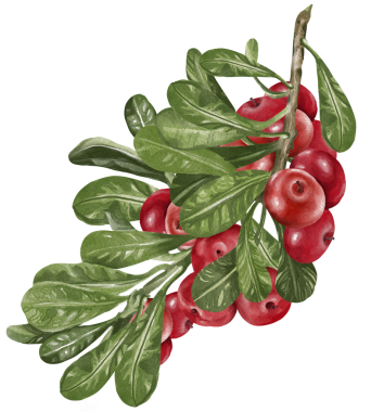 Canlı kırmızı böğürtlenler ve gerçekçi yeşil yapraklarla elle boyanmış suluboya dallar. Ayrıntılı fırça darbeleri ve organik tonlar çiçek ve hasat tasarımları için uygun doğal bir bileşim oluşturur..