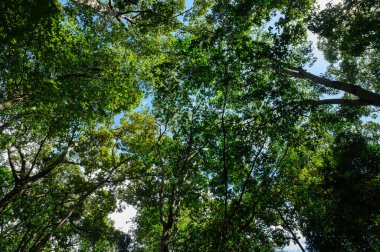 Çeşitli şekillerde siyah evcil bir kedi, sarı gözlü, uzanan ve dik dik bakan bir şekilde poz verir. Kapalı ve açık hava sahneleri.