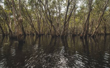 Çeşitli şekillerde siyah evcil bir kedi, sarı gözlü, uzanan ve dik dik bakan bir şekilde poz verir. Kapalı ve açık hava sahneleri.