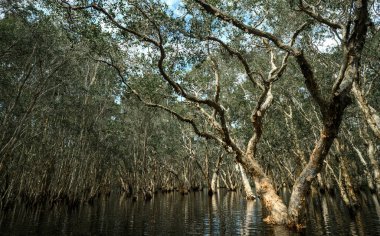 Sığ sularda yetişen tropikal kağıt kabuklarının sakin manzarası. Durgun yansımalar ve ılık tonlar, doğal orman ekosisteminin dokunulmamış güzelliğini yakalar..