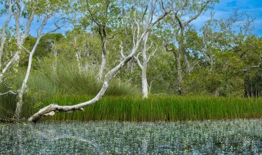 Sakin, doğal bir gölet. Narin hidrilla çiçekleri ve yemyeşil otlarla kaplı. Yumuşak bir sabah ışığı altında, sakin bir ormanda parlayan..