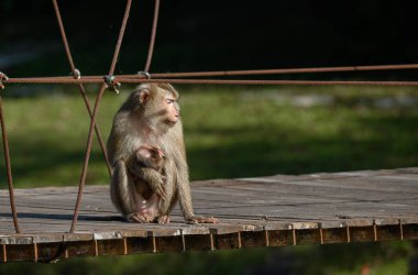Bir anne macaque asma köprüde otururken bebeğine sarılıyor. Vahşi hayatta dokunaklı bir an..