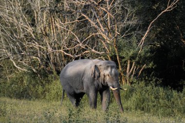 Tropikal bir ormanın kenarındaki çayırlarda yürüyen yalnız bir vahşi fil. Yumuşak gün ışığında yakalandı.